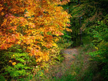 Yumuşak odak, güzel sonbahar ormanı, yürüyüş ve rahatlama için huzurlu ve sessiz bir yer, sonbahar manzarasında renkli yapraklar.