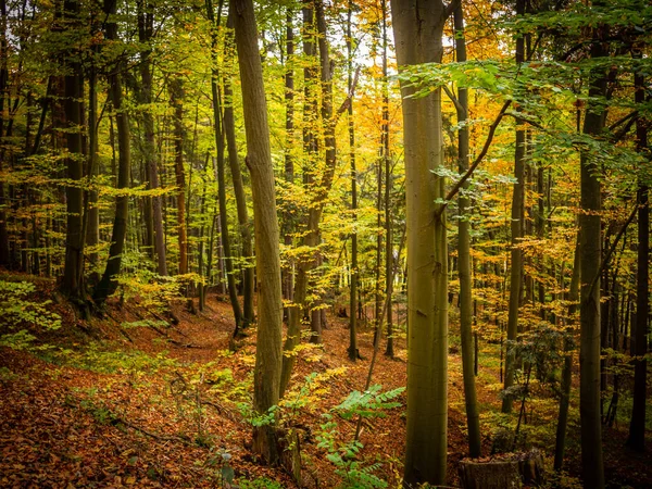 Απαλή Εστίαση Όμορφο Δάσος Φθινόπωρο Ήσυχο Και Ήσυχο Μέρος Για — Φωτογραφία Αρχείου