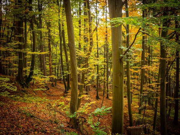 Mjuk Fokus Vacker Höstskog Fridfull Och Lugn Plats För Vandring — Stockfoto