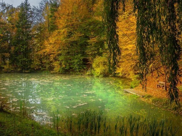 松软的焦点 在森林附近美丽的大自然中看到一个小湖 一个休息 沉思以及徒步旅行的地方 — 图库照片