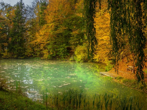 Yumuşak odak, ormanın yakınındaki güzel bir göl manzarası, dinlenme, dinlenme, meditasyon ve yürüyüş için bir yer.