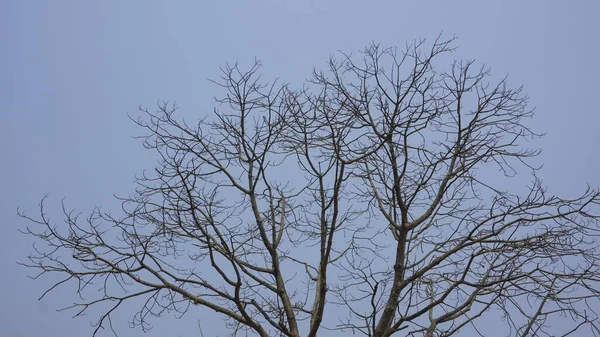 Canavar Ağacı. Parktaki ağaçlar. Gökyüzüne karşı ağaç.