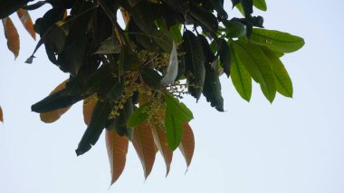 Mango tomurcukları ve beyaz arka planda yeşil yapraklar..