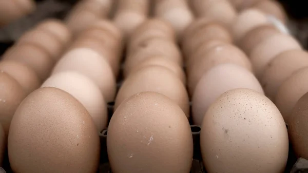 Tepsi seçiminde tavuk yumurtası.