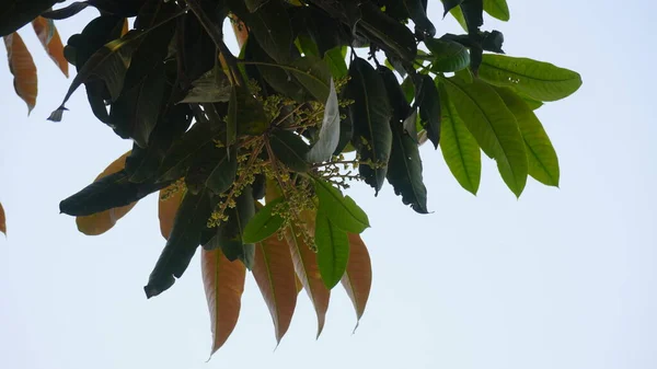 Mango tomurcukları ve beyaz arka planda yeşil yapraklar..