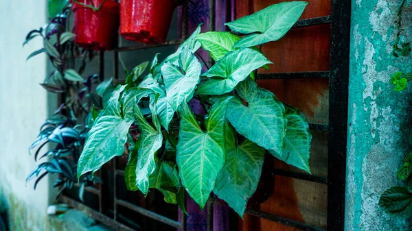 soyut yeşil yaprak dokusu, koyu mavi ton doğa arka planı, tropikal yaprak