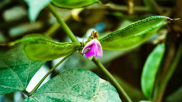 Lablab Purpureus Bohnen Garten Die Erste Rosa Blume Erschien Auf — Stockfoto