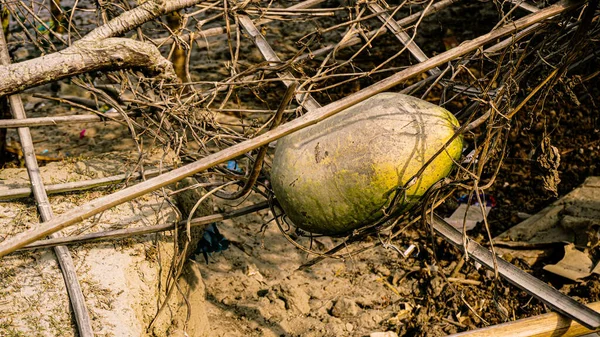 old rusty metal basket on a tree stump.