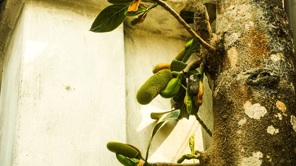 Ağaçta küçük bir meyve. Ağaçtaki Jackfruit. Büyük bir ağaçta büyüyen küçük ve yalnız bir meyve.