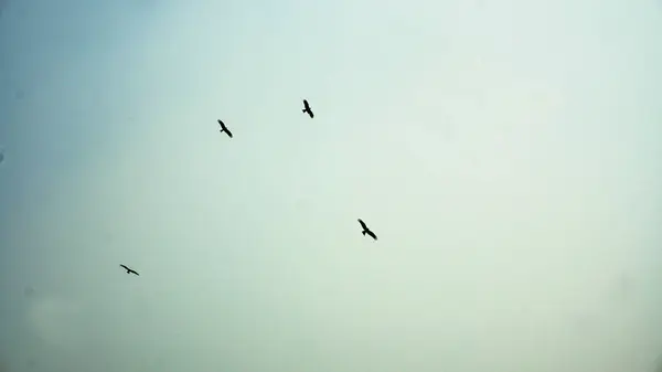 Düşük açılı Gök Yüzüne Karşı Kuşlar Görünümü. Gökyüzünde uçan dört kuşun hiçbiri        