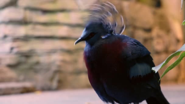 Victoria Crowned Pigeon Bird Sitting Ground Looking Camera High Quality — Stock Video