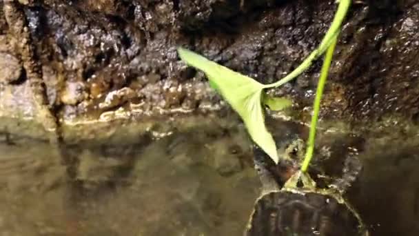 Θαλάσσια Χελώνα Γέρνει Έξω Από Λίμνη Δαγκώνει Στέλεχος Ενός Φυτού — Αρχείο Βίντεο