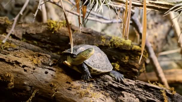 Skildpadden Træet Drejer Hovedet Høj Kvalitet Fullhd Optagelser – Stock-video