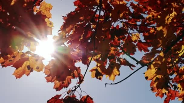 Промені Сонця Через Жовто Червоне Листя Клена Вітер Трясе Гілки — стокове відео