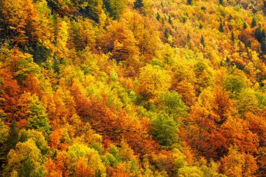 Sonbaharda renkli ağaçların ön manzarası. Yeşil, kırmızı, turuncu ve sarı.