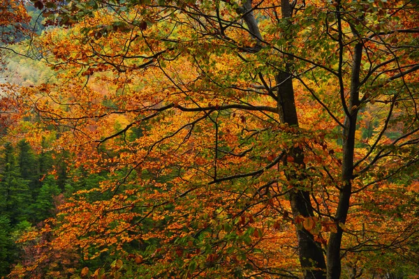 Осенний Вид Спереди Апельсиновое Дерево Справа Национальном Парке Полном Цветов — стоковое фото