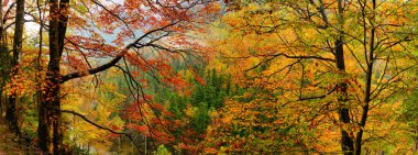 Renkli ağaçların sonbahar panoramik görüntüsü