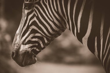 Bir zebranın sepia tonunda yatay görüntüsü