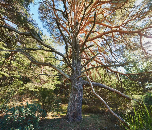 Вид Спереди Большого Дерева Длинными Ветвями Середине Дня — стоковое фото