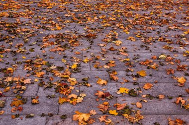 Gri bir asfaltta, sonbaharda dökülen çok renkli yapraklar. Geniş açı.