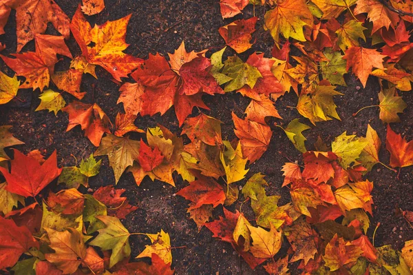 Groupe Automnal Feuilles Mortes Multicolores Sur Trottoir Noir — Photo