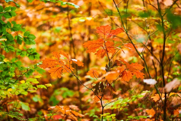 Plan Horizontal Plantes Automnales Différentes Couleurs — Photo