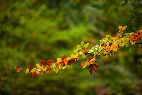 Horizontal shot of a full of color autumnal tree branch over a green blurred background