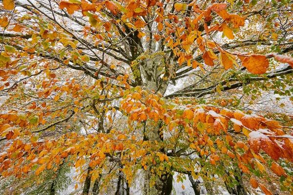 Arbre Majestueux Bas Avec Ses Feuilles Orange Jaune Recouvertes Neige — Photo