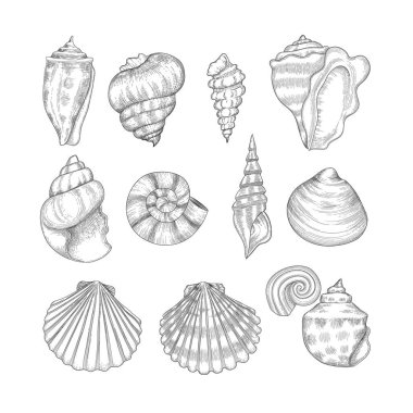 Çizilmiş deniz kabukları ver. Vintage gravür tarzı denizyıldızı kabuklu deniz ürünleri tropikal yumuşakça. İzole seashell vektör toplama. Kabuklu deniz ürünleri ve denizyıldızı çizim çizimi