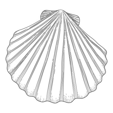 El yapımı deniz kabuğu. Eski kabuklu deniz yıldızı tropikal yumuşakçaları. Deniz kabuğu izole vektör koleksiyonu. Kabuklu deniz canlıları ve deniz yıldızlarının çizimi