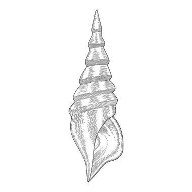 El yapımı deniz kabuğu. Eski kabuklu deniz yıldızı tropikal yumuşakçaları. Deniz kabuğu izole vektör koleksiyonu. Kabuklu deniz canlıları ve deniz yıldızlarının çizimi