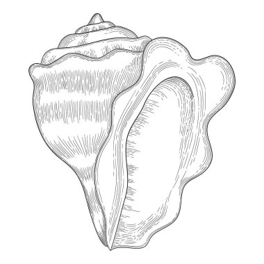 El yapımı deniz kabuğu. Eski kabuklu deniz yıldızı tropikal yumuşakçaları. Deniz kabuğu izole vektör koleksiyonu. Kabuklu deniz canlıları ve deniz yıldızlarının çizimi