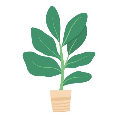 Tropikal ev bitkisi. Ficus, Monstera, protea, pellaea, çeşitli vazolarda sulu. İskandinav konforlu ev dekorasyonu. Düz vektör karikatür çizimi beyaz arkaplanda izole edildi