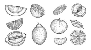 Citrus meyve ikonları ana hatları, el çizimi vektörler. Citrus greyfurtu.