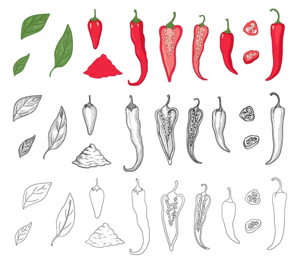 Pepper vegetable icons set outline, hand drawn vector. Hot chili — Image vectorielle