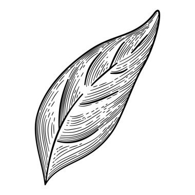 Biber yaprağı ikonu ana hatları, elle çizilmiş vektör. Yeşil baharatlı