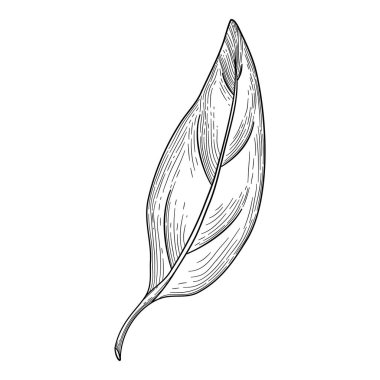 Biber yaprağı ikonu ana hatları, elle çizilmiş vektör. Yeşil baharatlı
