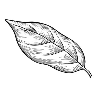 Taze narenciye ikonu ana hatları, elle çizilmiş vektör. Turuncu yiyecek.