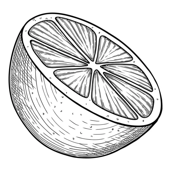 Contorno de icono de cítricos frescos, vector dibujado a mano. Comida naranja — Vector de stock