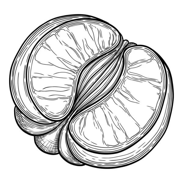 Esquema de icono de cítricos, vector dibujado a mano. Cítricos — Archivo Imágenes Vectoriales