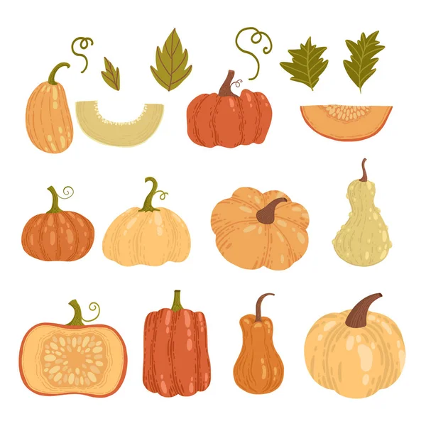 Colored pumpkin hand drawn set vector graphic illustration. Collection of colorful drawing autumn vegetable whole, slice and halves isolated on white background. Seasonal fresh plant bundle.