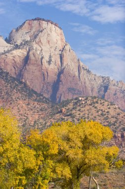 Zion Ulusal Parkı 'nda sonbahar yeşillikleri