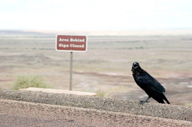 Çöldeki kara karga