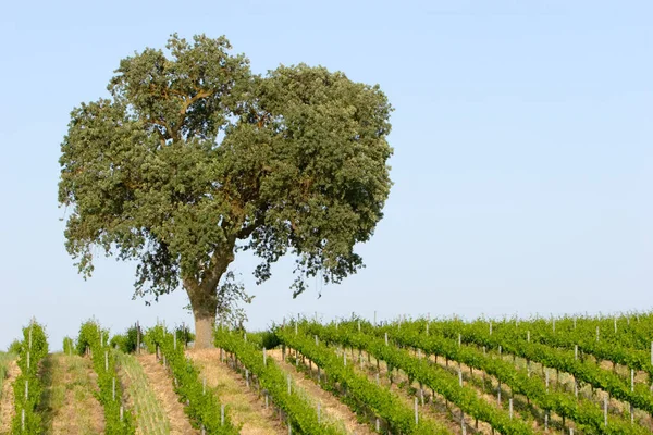 Прекрасний Каліфорнійський Виноградник Голубе Небо — стокове фото