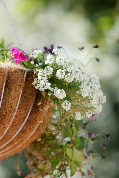 Beautiful spring flowers in hanging basket