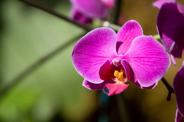 Colorful Orchid Flowers Garden — Stock Photo, Image