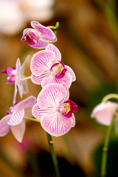 Flores Coloridas Orquídeas Jardim — Fotografia de Stock