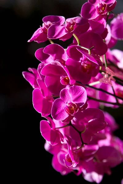 Colorful Orchid Flowers Garden — Stock Photo, Image