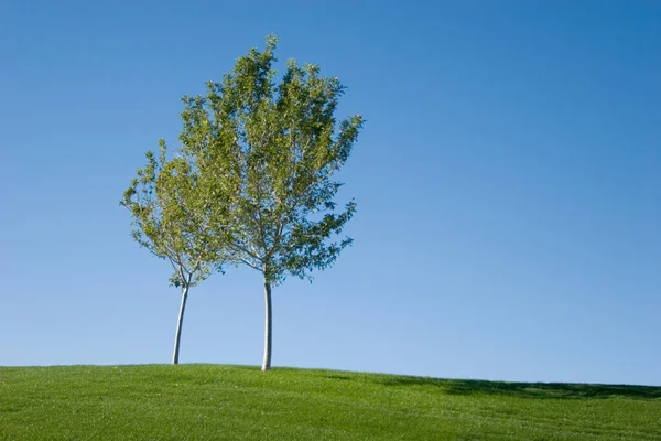 Açık yeşil çimen tarlasında ağaç