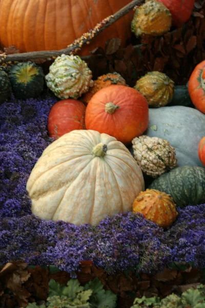 Temporada Outono Colheita Decorativa — Fotografia de Stock